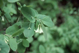 red twinberry, Utah honeysuckle (Lonicera utahensis)
